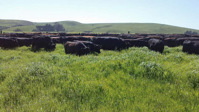 Via truegrassfarms.com